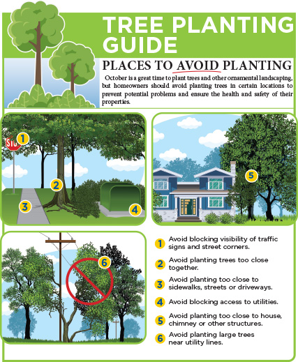 Locations to Avoid When Planting Trees