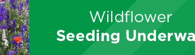 Wildflower Seeding Underway 