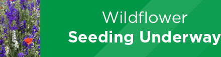 Wildflower Seeding Underway 