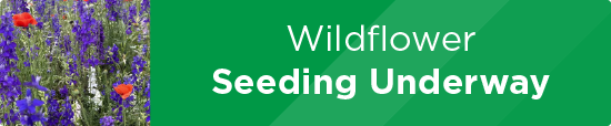 Wildflower Seeding Underway 